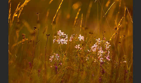 Echtes Seifenkraut (Saponaria officinalis)