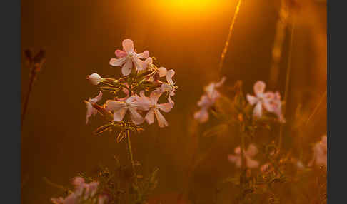 Echtes Seifenkraut (Saponaria officinalis)