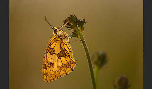 Schachbrett (Melanargia galathea)