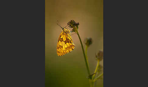 Schachbrett (Melanargia galathea)