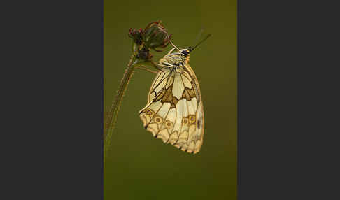 Schachbrett (Melanargia galathea)