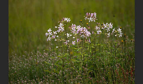 Echtes Seifenkraut (Saponaria officinalis)