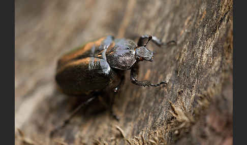 Juchtenkäfer (Osmoderma eremita)