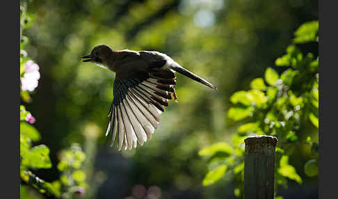 Eichelhäher (Garrulus glandarius)