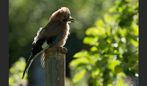 Eichelhäher (Garrulus glandarius)