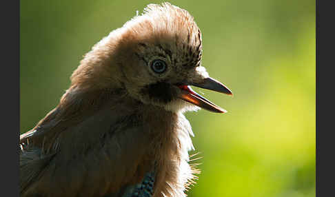 Eichelhäher (Garrulus glandarius)