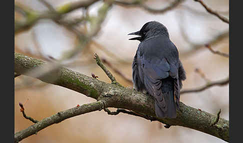 Dohle (Corvus monedula)