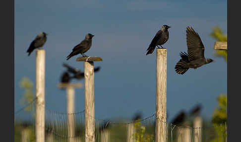 Dohle (Corvus monedula)