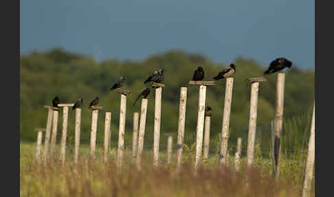 Dohle (Corvus monedula)