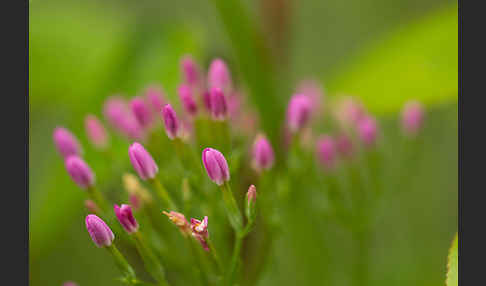 Echtes Tausendgüldenkraut (Centaurium erythraea)