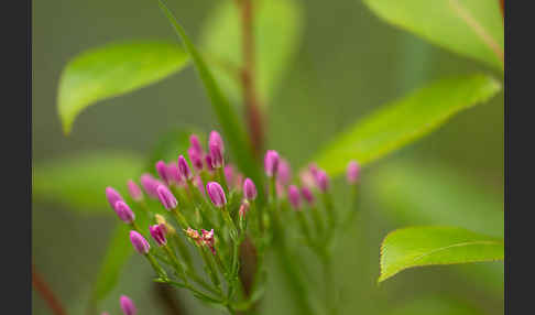 Echtes Tausendgüldenkraut (Centaurium erythraea)