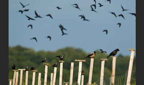 Dohle (Corvus monedula)