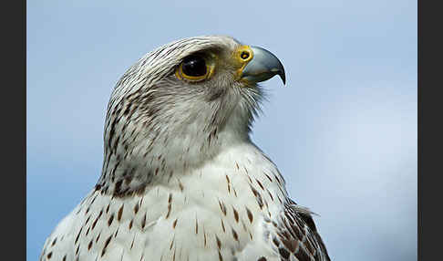 Gerfalke (Falco rusticolus)