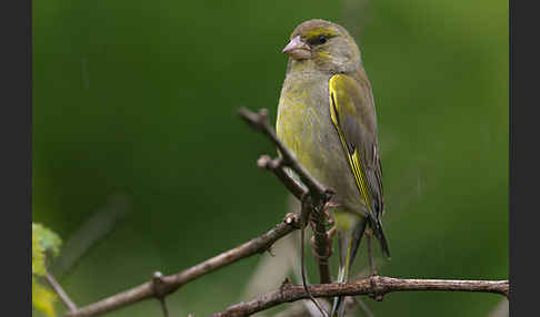 Grünfink (Carduelis chloris)