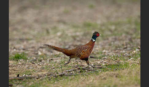 Fasan (Phasianus colchicus)