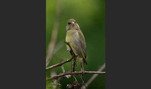 Grünfink (Carduelis chloris)