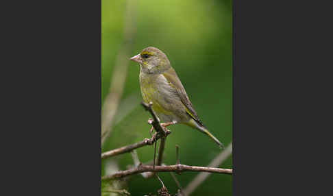 Grünfink (Carduelis chloris)