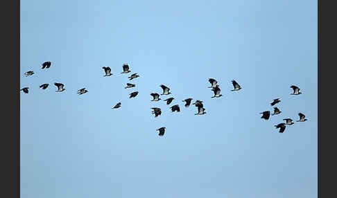 Kiebitz (Vanellus vanellus)