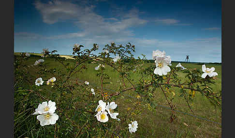 Hunds-Rose (Rosa canina)