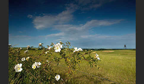 Hunds-Rose (Rosa canina)