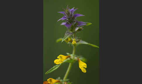 Hain-Wachtelweizen (Melampyrum nemorosum)