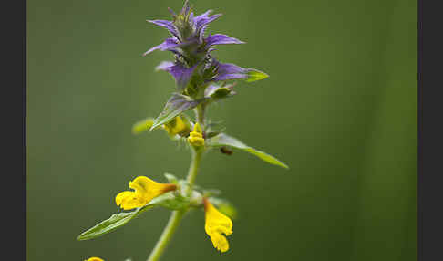 Hain-Wachtelweizen (Melampyrum nemorosum)