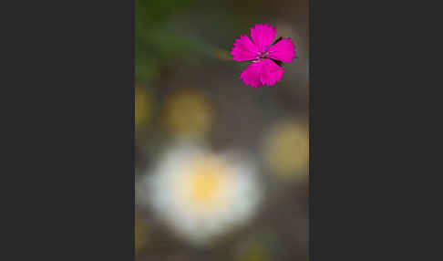 Karthäuser-Nelke (Dianthus carthusianorum)