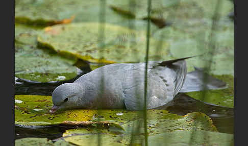 Hohltaube (Columba oenas)