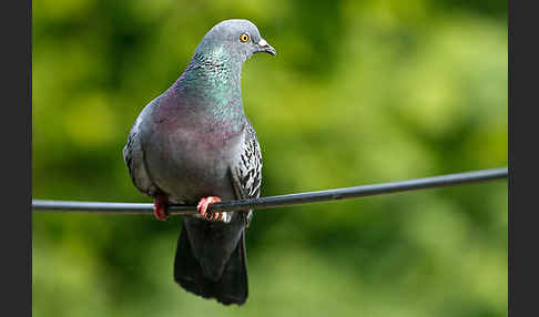 Haustaube (Columba livia domestica)