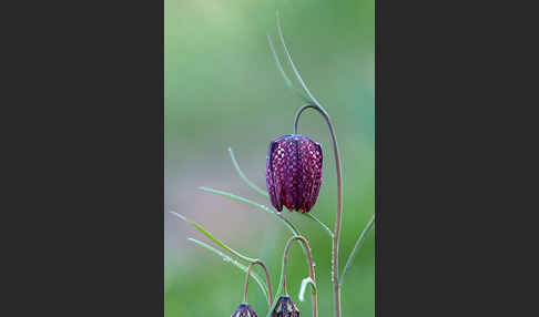 Schachblume (Fritillaria meleagris)