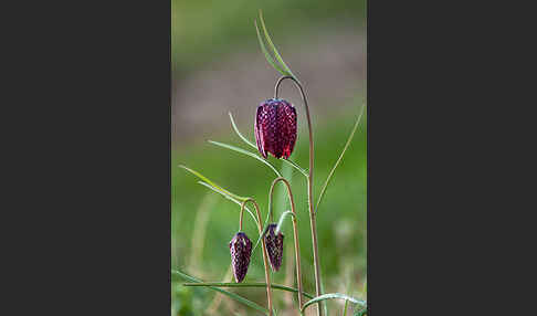 Schachblume (Fritillaria meleagris)