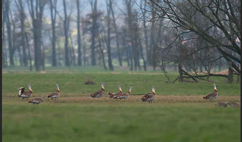 Großtrappe (Otis tarda)