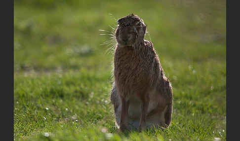 Feldhase (Lepus europaeus)