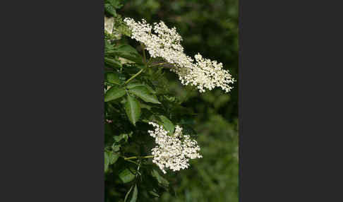 Schwarzer Holunder (Sambucus nigra)