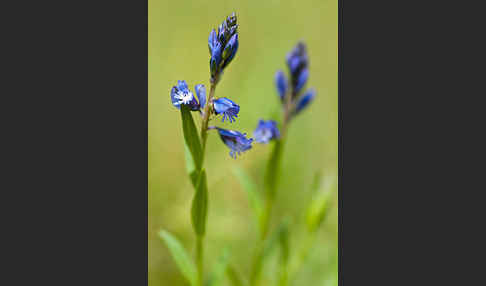 Gewöhnliches Kreuzblümchen (Polygala vulgaris)