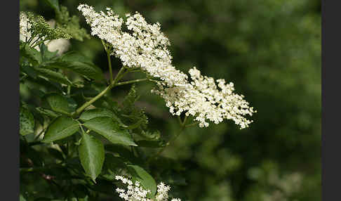 Schwarzer Holunder (Sambucus nigra)