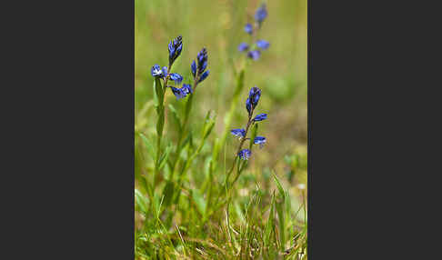 Gewöhnliches Kreuzblümchen (Polygala vulgaris)