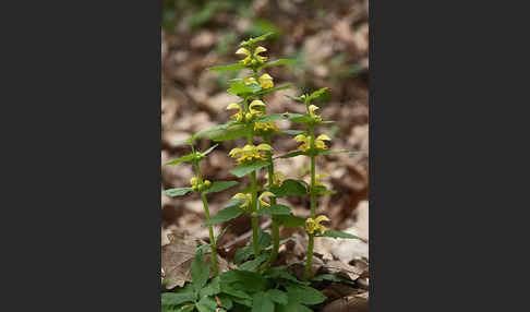 Echte Goldnessel (Lamium galeobdolon)