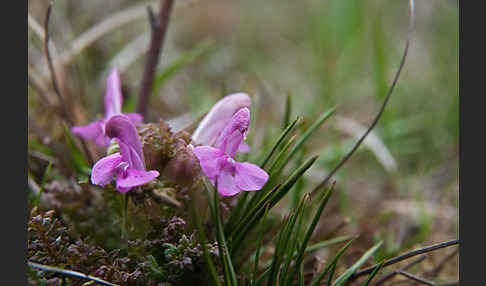 Wald-Läusekraut (Pedicularis sylvatica)