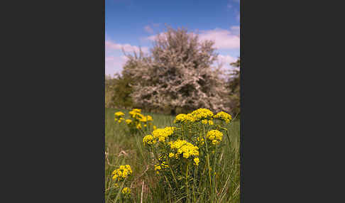 Zypressen-Wolfsmilch (Euphorbia cyparissias)