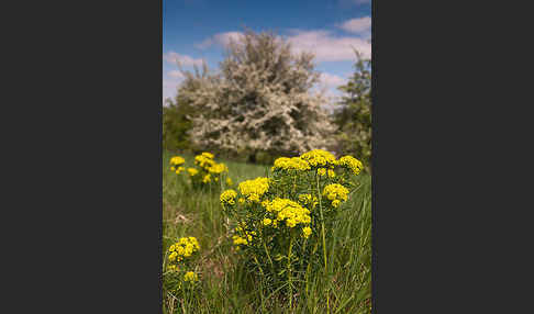 Zypressen-Wolfsmilch (Euphorbia cyparissias)