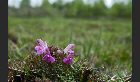 Wald-Läusekraut (Pedicularis sylvatica)