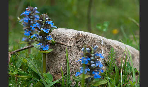 Kriechender Günsel (Ajuga reptans)