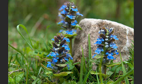 Kriechender Günsel (Ajuga reptans)