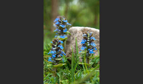 Kriechender Günsel (Ajuga reptans)