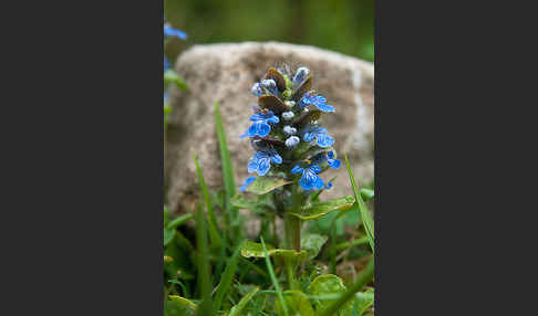 Kriechender Günsel (Ajuga reptans)