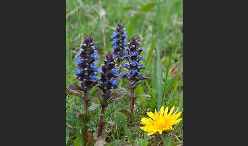 Kriechender Günsel (Ajuga reptans)