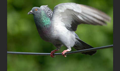 Haustaube (Columba livia domestica)