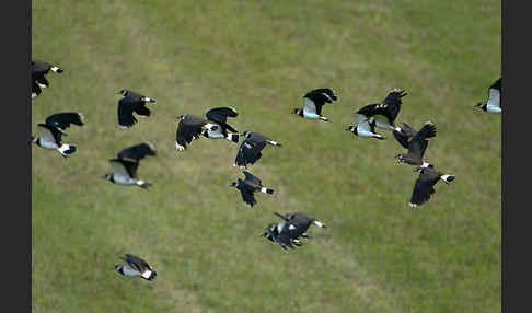 Kiebitz (Vanellus vanellus)