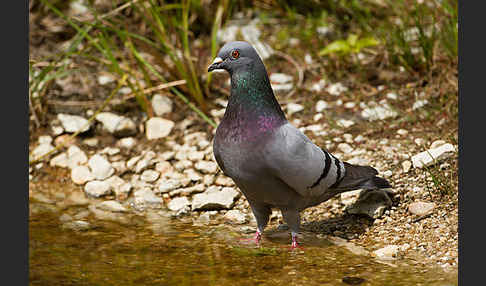 Haustaube (Columba livia domestica)